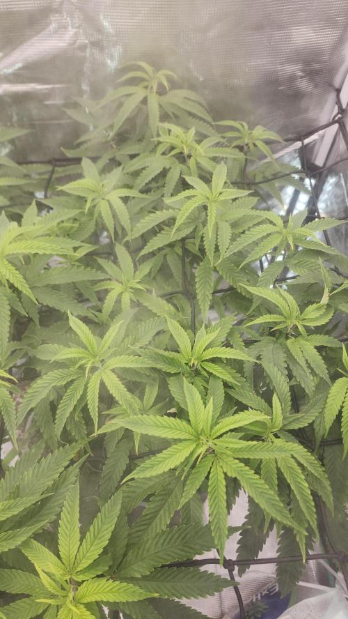 Grapeppy Grape!!. Week 20 - 02/18 (M)