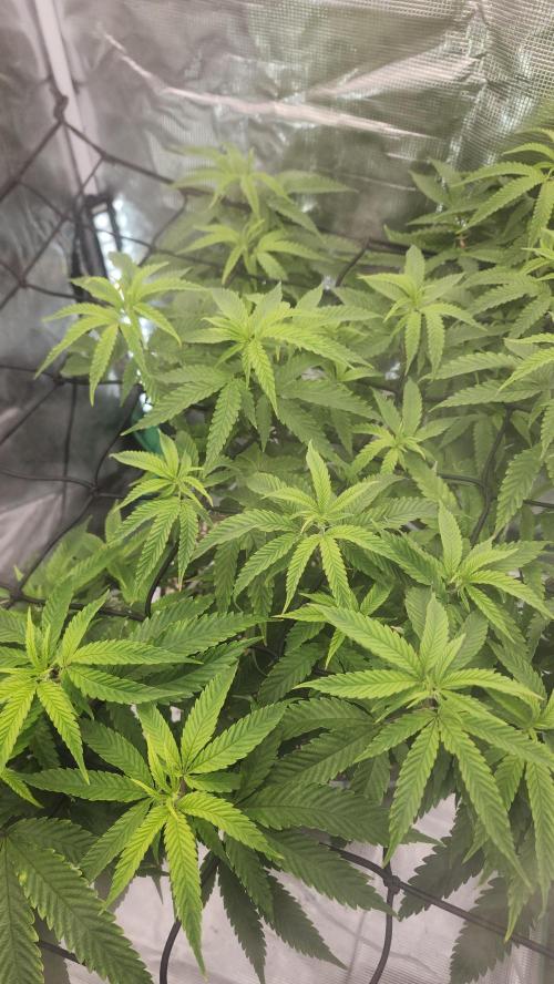 Grapeppy Grape!!. Week 20 - 02/18 (M)