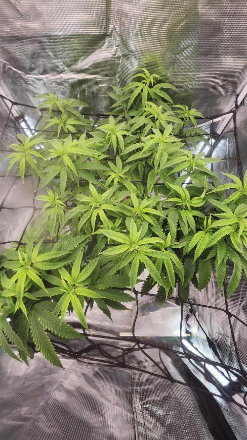 Grapeppy Grape!!. Week 20 - 02/18 (M)
