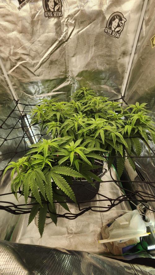 Grapeppy Grape!!. Week 20 - 02/18 (M)