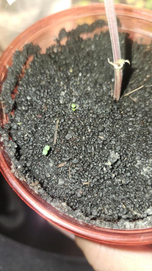 Grapeppy Grape!!. Week 20 - 02/18 (C)