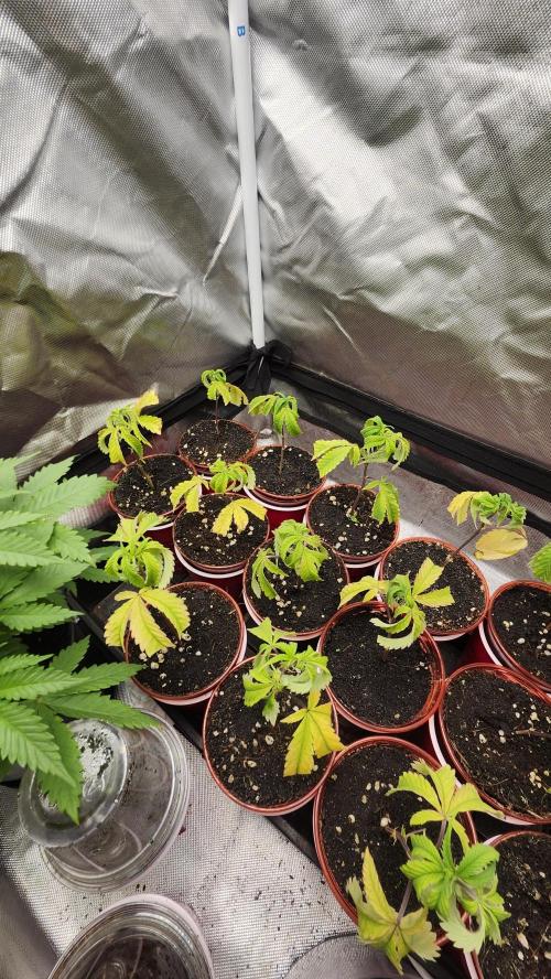Grapeppy Grape!!. Week 20 - 02/18 (C)