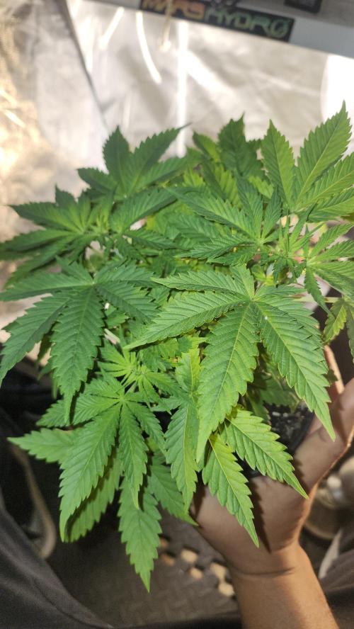 Defiant RDxO (Grow along  Redo). Week 2 - 02/18