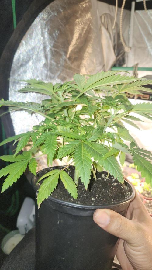 Defiant RDxO (Grow along  Redo). Week 2 - 02/18