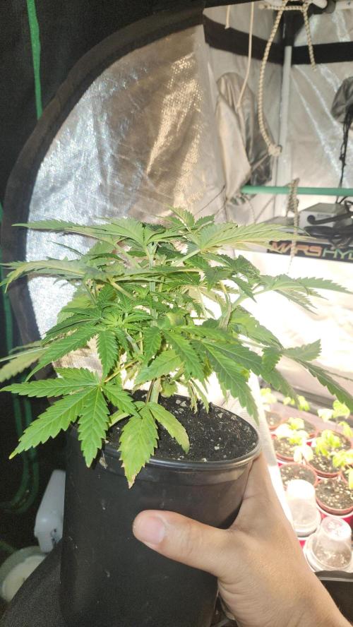 Defiant RDxO (Grow along  Redo). Week 2 - 02/18