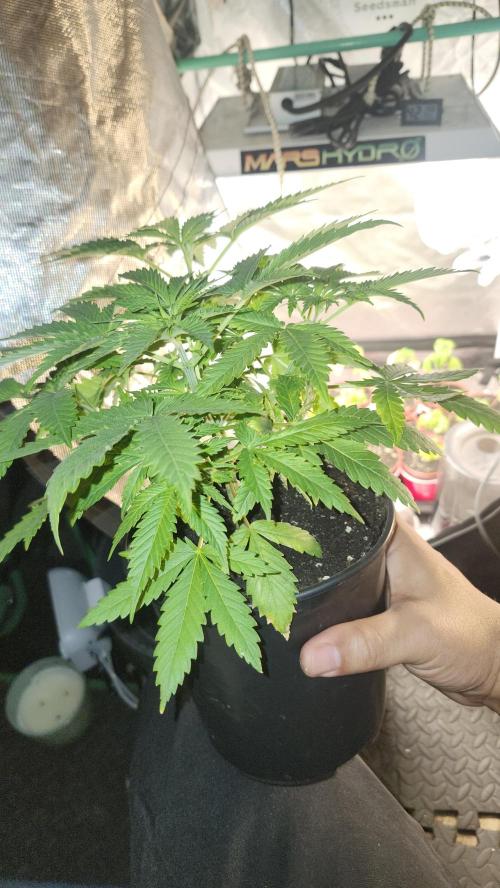 Defiant RDxO (Grow along  Redo). Week 2 - 02/18