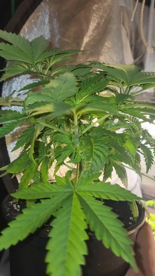 Defiant RDxO (Grow along  Redo)