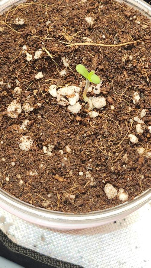 Papaya Flow. Week 0 - 02/18