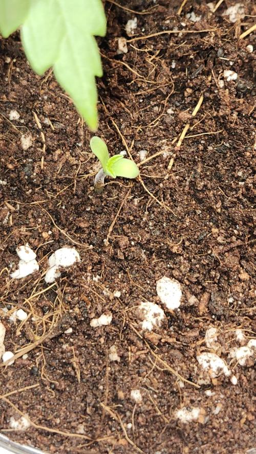 Papaya Flow. Week 0 - 02/18