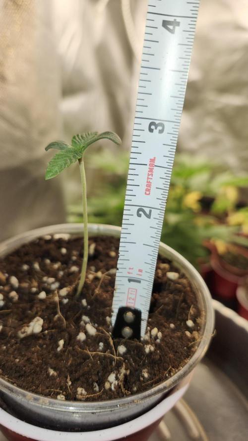 Papaya Flow. Week 0 - 02/23 (1)