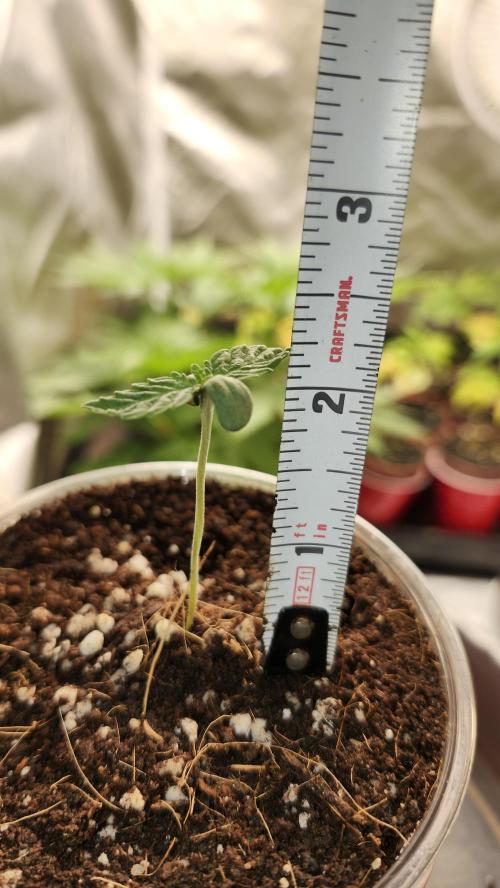Papaya Flow. Week 0 - 02/23 (2)