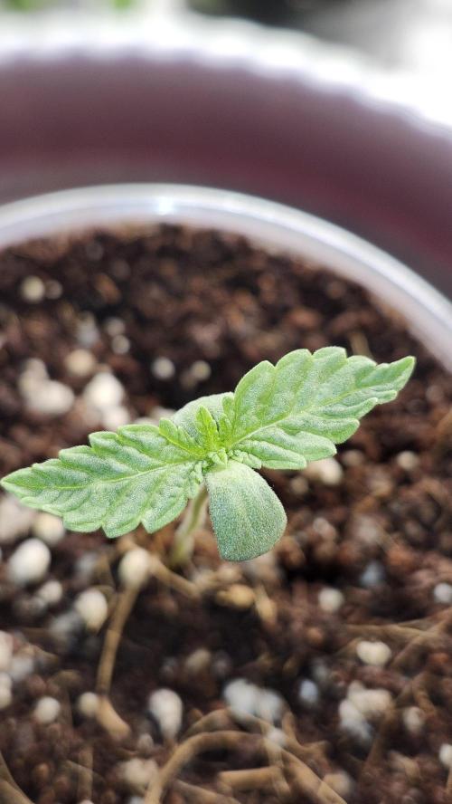 Papaya Flow. Week 0 - 02/23