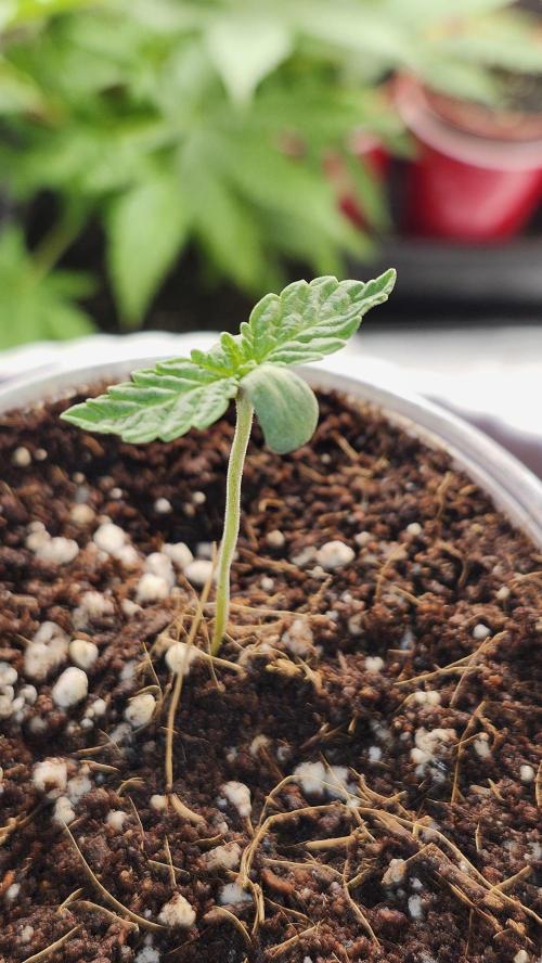 Papaya Flow. Week 0 - 02/23