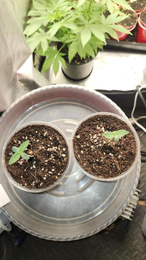 Papaya Flow. Week 0 - 02/23