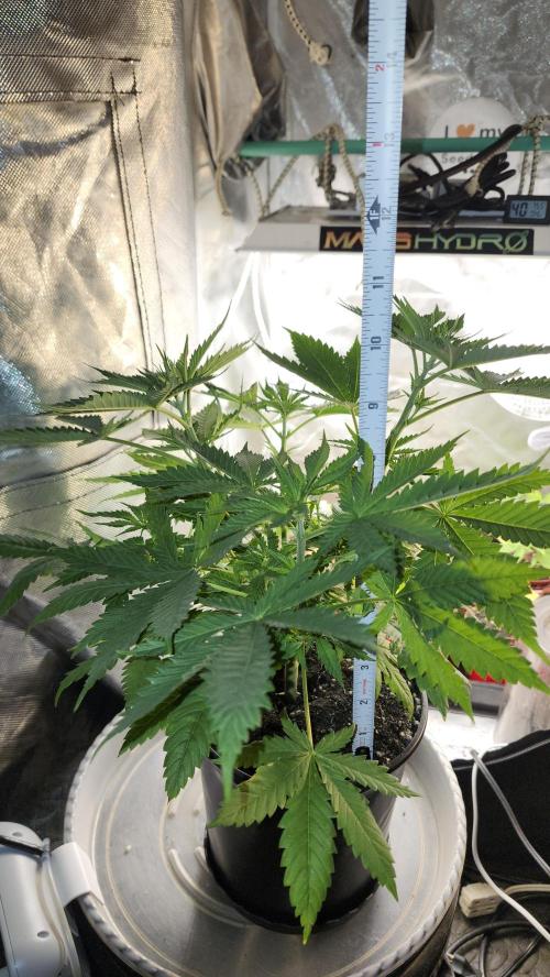 Defiant RDxO (Grow along  Redo). Week 3 - 02/23