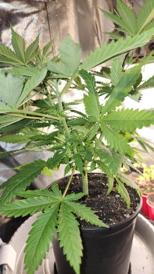 Defiant RDxO (Grow along  Redo). Week 3 - 02/23