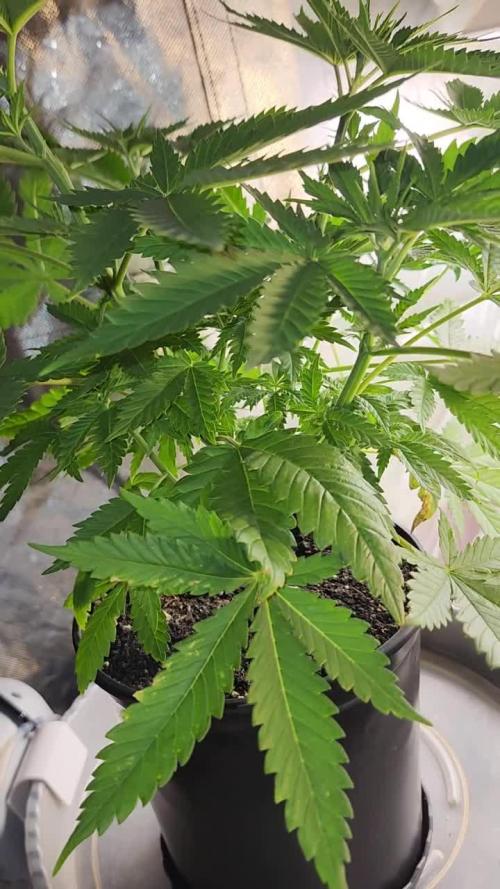 Defiant RDxO (Grow along  Redo)