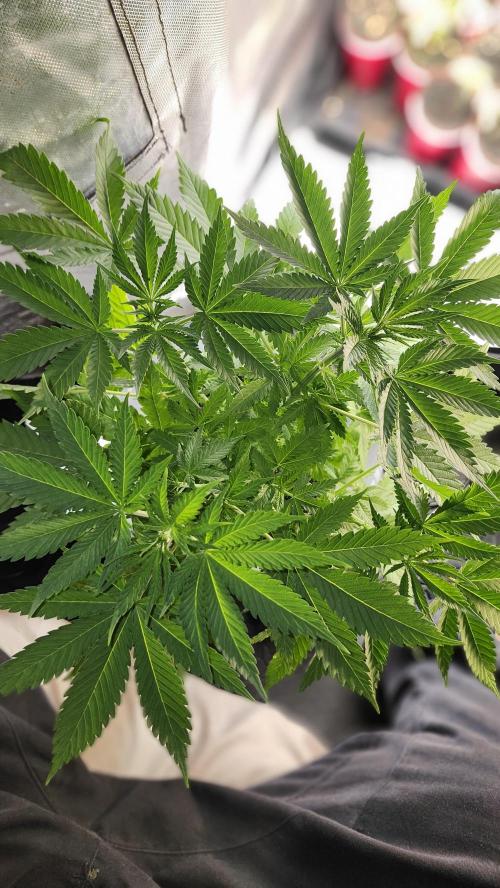 Defiant RDxO (Grow along  Redo). Week 3 - 02/23