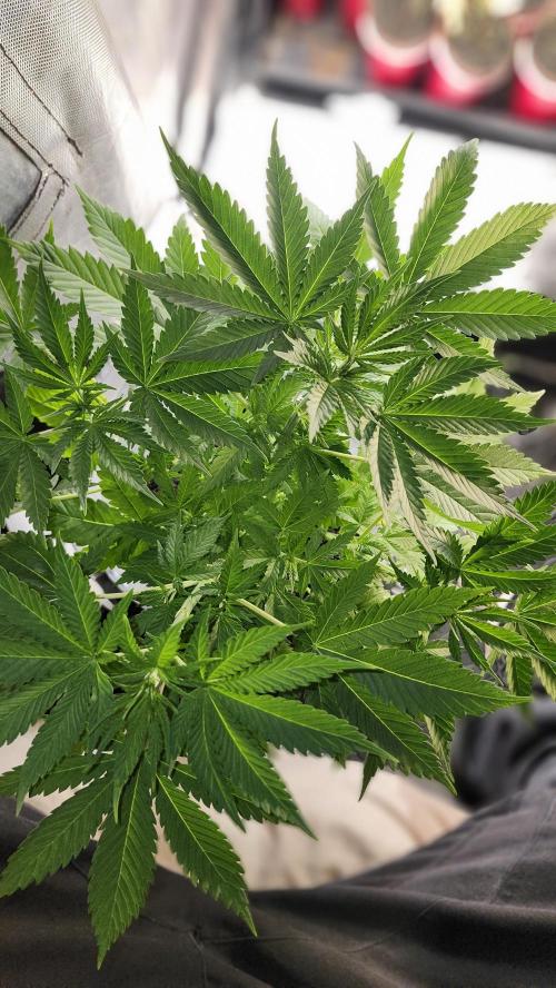 Defiant RDxO (Grow along  Redo). Week 3 - 02/23