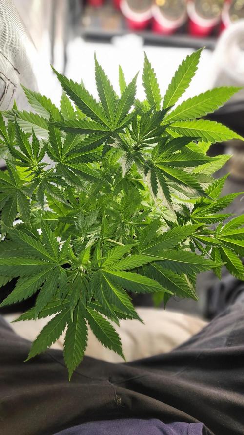 Defiant RDxO (Grow along  Redo). Week 3 - 02/23