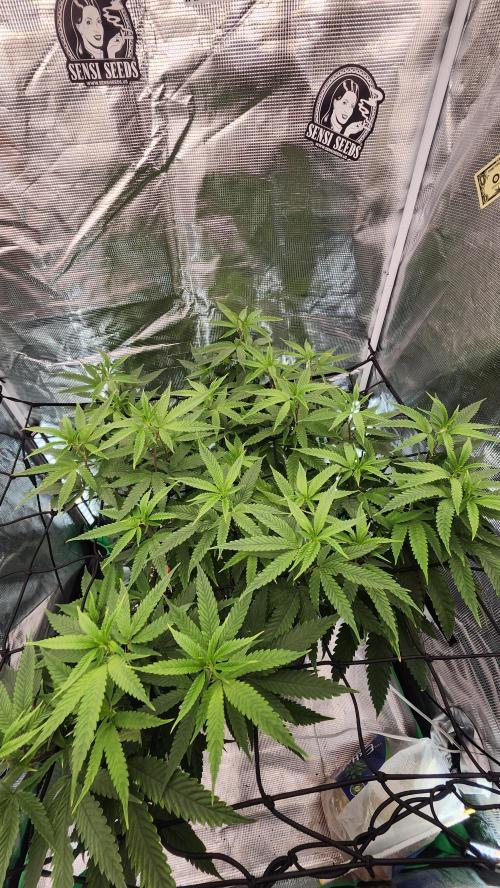 Grapeppy Grape!!. Week 21 - 02/23 (M)