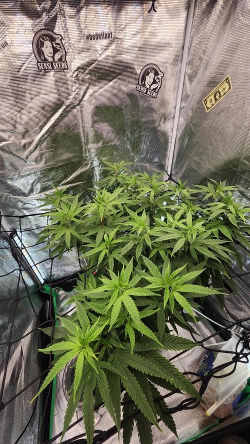 Grapeppy Grape!!. Week 21 - 02/23 (M)