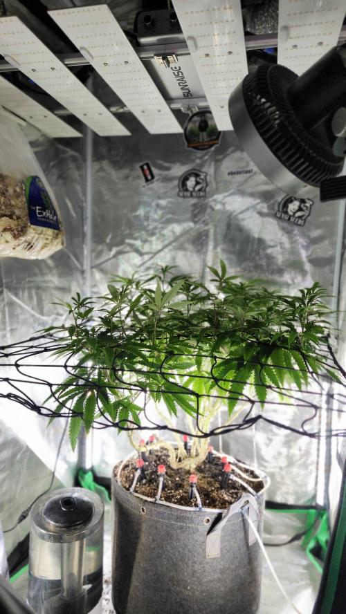 Grapeppy Grape!!. Week 21 - 02/27 (M)