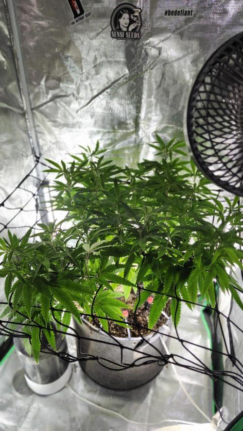 Grapeppy Grape!!. Week 21 - 02/27 (M)