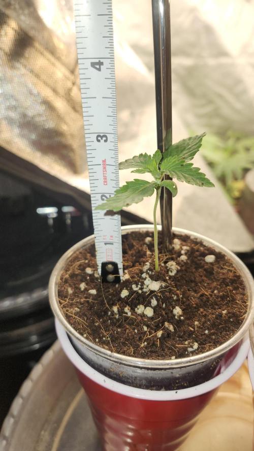 Papaya Flow. Week 0 - 02/27 (1) (2.5 inches)