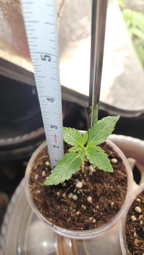 Papaya Flow. Week 0 - 02/27 (1) (2.5 inches)