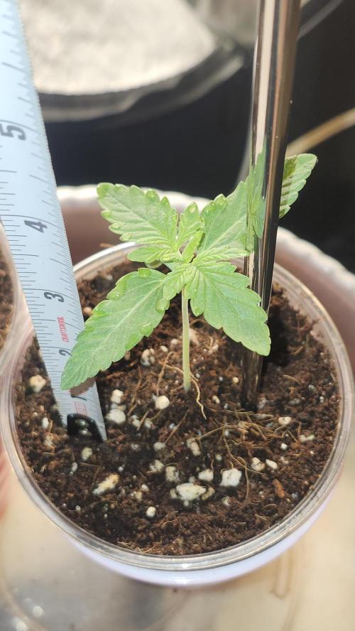 Papaya Flow. Week 0 - 02/27 (2) (3.5 inches)