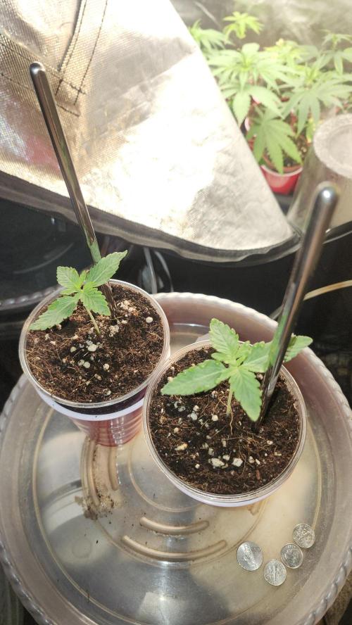 Papaya Flow. Week 0 - 02/27 