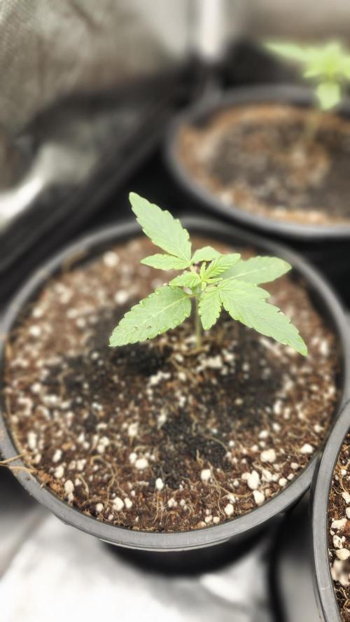 Papaya Flow. Week 0 - 03/01