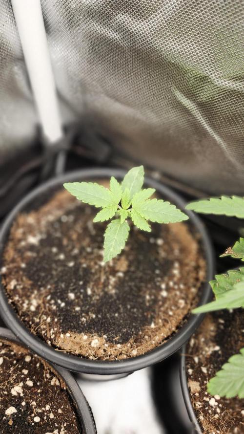 Papaya Flow. Week 0 - 03/01