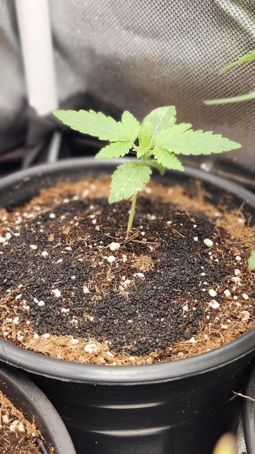 Papaya Flow. Week 0 - 03/01