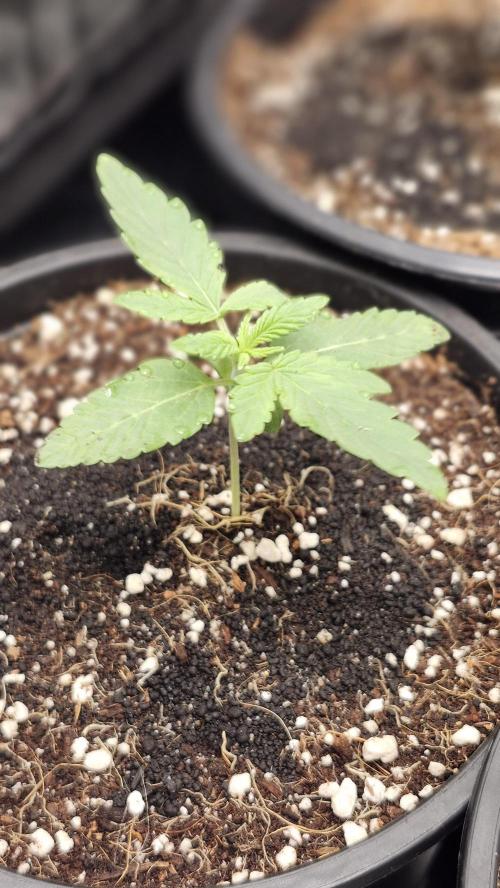 Papaya Flow. Week 0 - 03/01