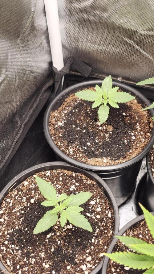 Papaya Flow. Week 0 - 03/01