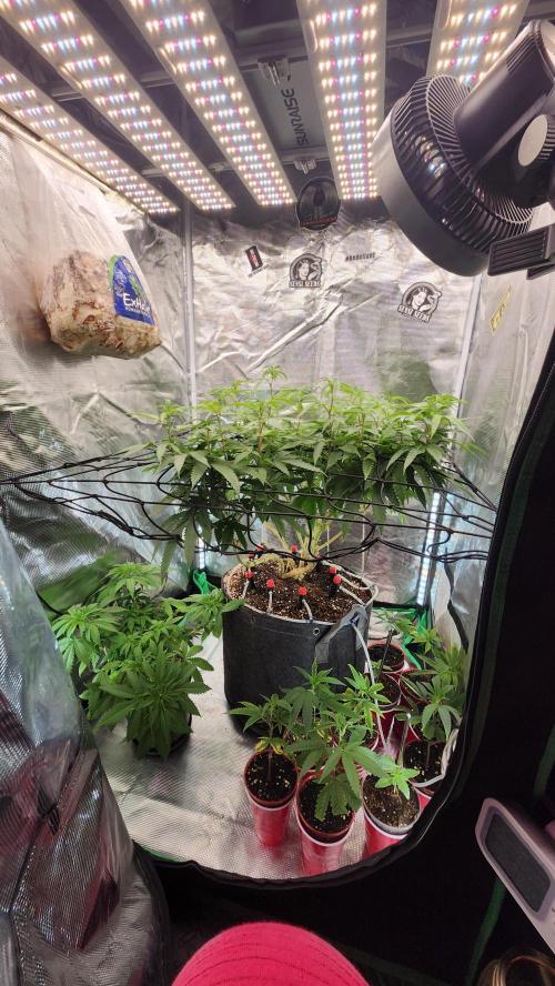 Grapeppy Grape!!. Week 22 - 03/01 (M & C)