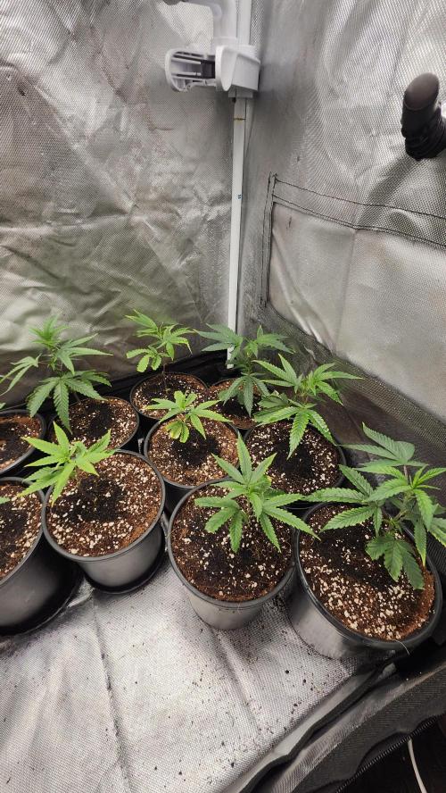 Grapeppy Grape!!. Week 22