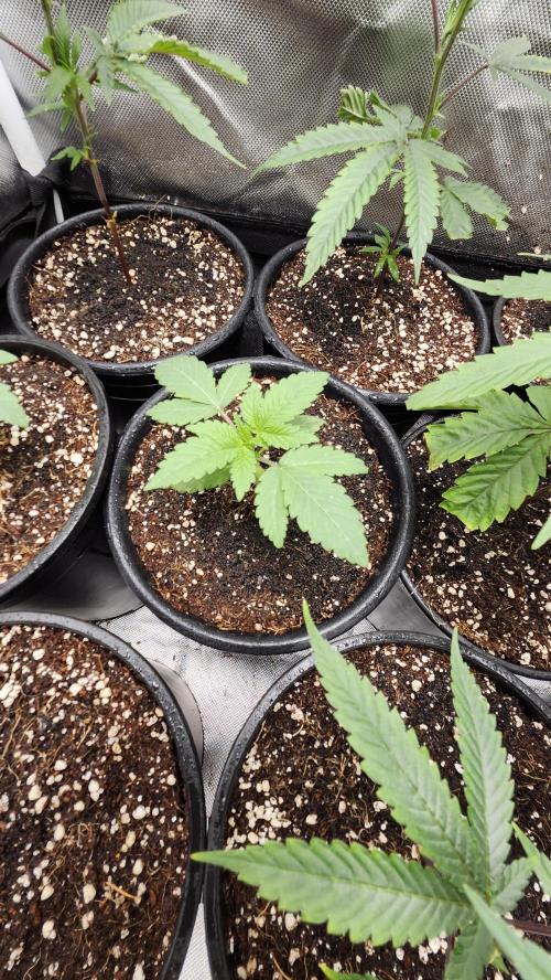 Papaya Flow. Week 0 - 03/04