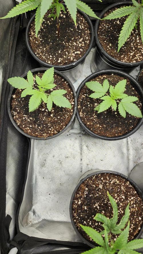 Papaya Flow. Week 0 - 03/04