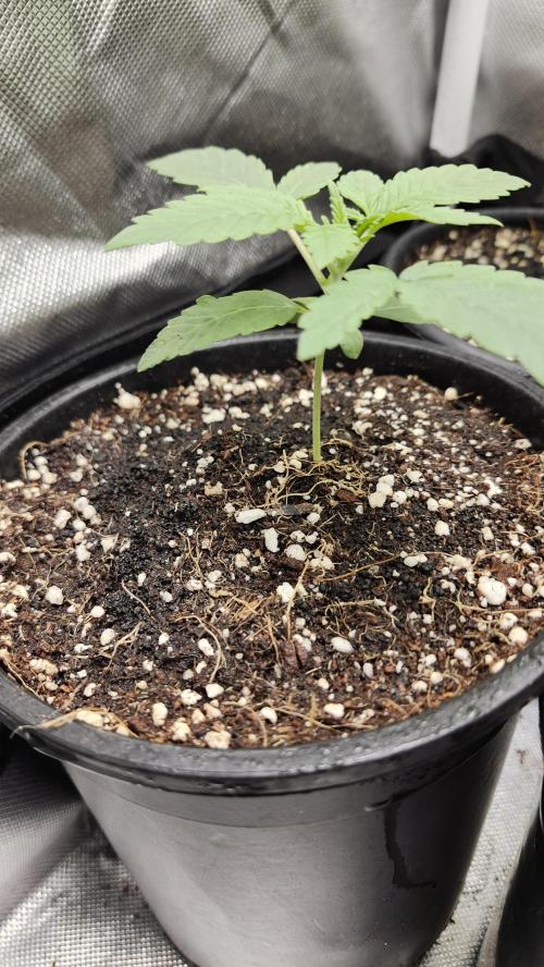 Papaya Flow. Week 0 - 03/04