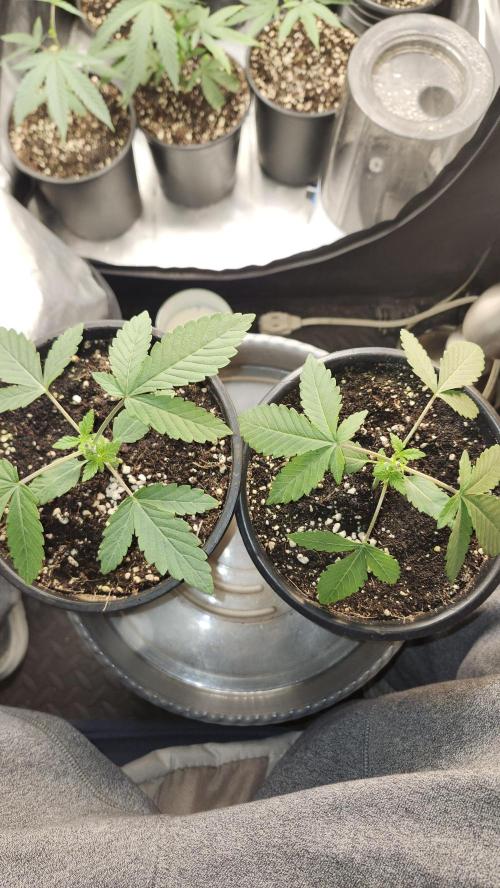 Papaya Flow. Week 0 - 03/08