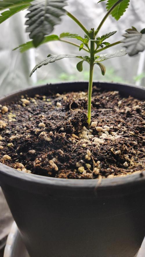 Papaya Flow. Week 1 - 03/08