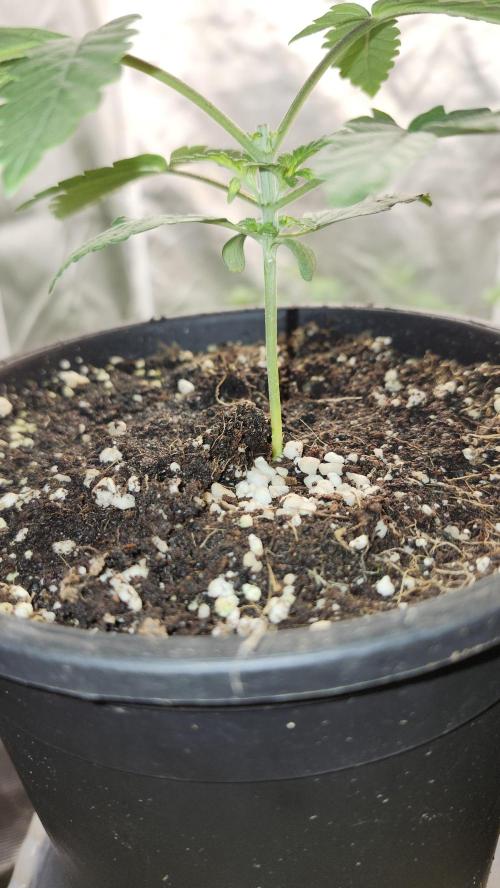 Papaya Flow. Week 1 - 03/08