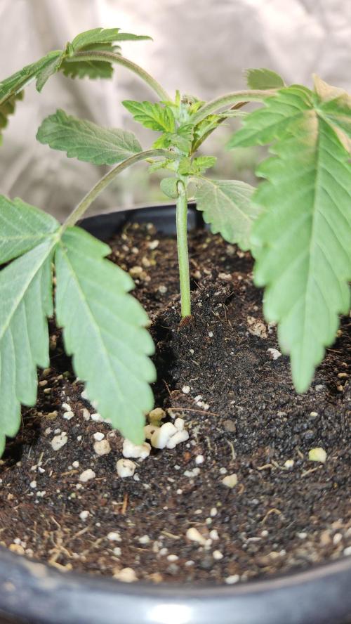 Papaya Flow. Week 1 - 03/08