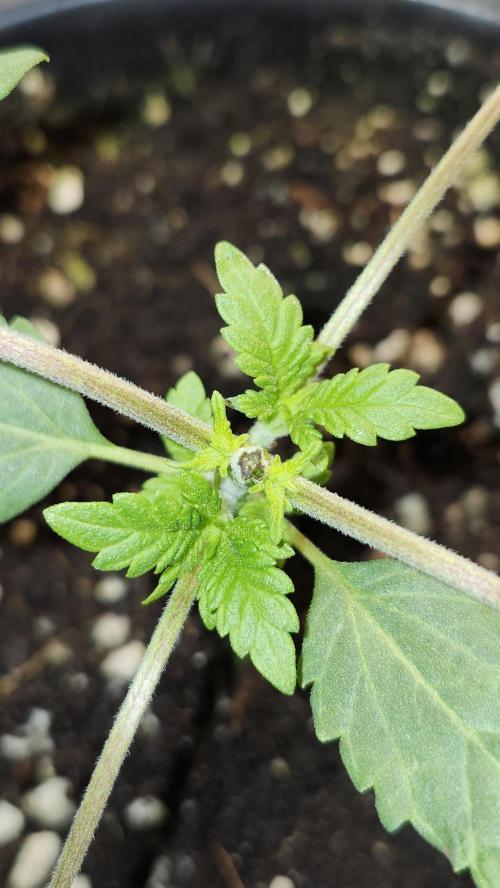 Papaya Flow. Week 1 - 03/08
