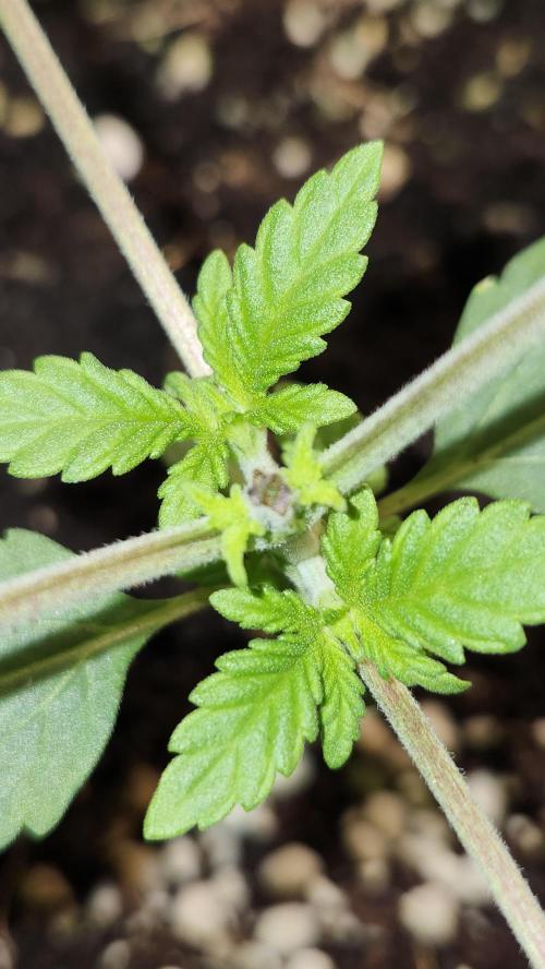 Papaya Flow. Week 1 - 03/08