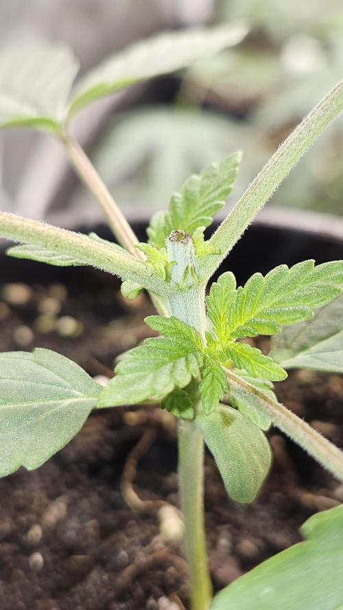 Papaya Flow. Week 1 - 03/08