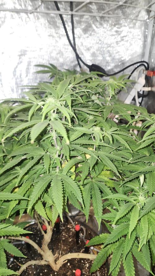 Grapeppy Grape!!. Week 23 - 03/12 (M)